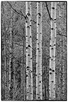 Liberty Idaho Prints: USA, Idaho, Liberty. Mink Creek, Highway 36, Aspen groves in Black and White in Autumn