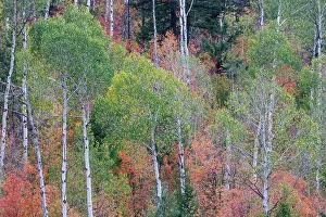 Liberty Idaho Prints: USA, Idaho, Liberty. Mink Creek