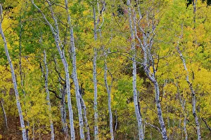 Liberty Idaho Prints: USA, Idaho, Liberty. Mink Creek, Highway 36 Aspen grove in golden Autumn colors