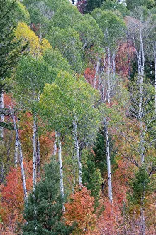 Liberty Idaho Prints: USA, Idaho, Liberty. Mink Creek