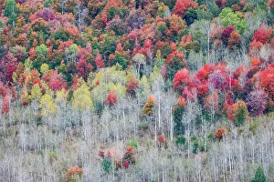 Liberty Idaho Prints: USA, Idaho, Liberty. Mink Creek