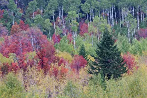 Liberty Idaho Prints: USA, Idaho, Liberty. Mink Creek