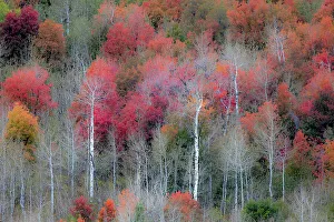 Liberty Idaho Prints: USA, Idaho, Liberty. Mink Creek