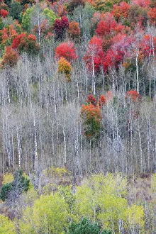 Liberty Idaho Prints: USA, Idaho, Liberty. Mink Creek