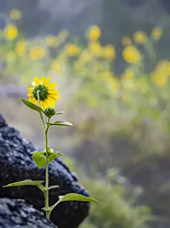 Geothermal Prints: Usa, Idaho, Lowman. Wild sunflowers (Helianthus annuus)