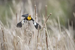 Images Dated 7th July 2018: USA, Idaho, Market Lake Wildlife Management Area. Yellow-headed blackbird takes flight