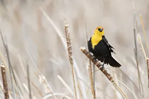Cattail Prints: USA, Idaho, Market Lake Wildlife Management Area. Yellow-headed blackbird on cattail