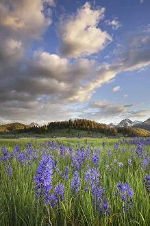 Images Dated 17th July 2019: USA, Idaho. Meadows of common camas, Stanley Basin Sawtooth Mountains