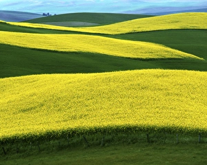 Latah County Prints: USA, Idaho, Moscow, Canola Fields in bloom