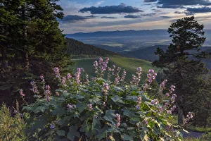Teton Prints: USA, Idaho. Mountain Globemallow and view of Teton Valley
