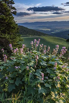 USA, Idaho. Mountain Globemallow and view of Teton Valley