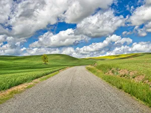 Lone Tree Prints: USA, Idaho, Palouse. Backroad with lone tree in wheat field