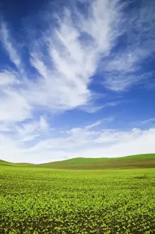 Images Dated 18th May 2005: USA, Idaho, Palouse Country, Spring Field of Peas and Wheat Running through the Fields
