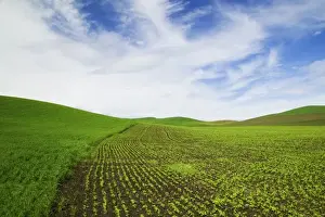 Images Dated 18th May 2005: USA, Idaho, Palouse Country, Spring Field of Peas and Wheat Running through the Fields