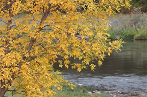 Images Dated 31st December 2005: USA, Idaho, Salmon River, Fall