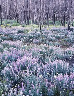 USA, Idaho, Sawthooth NRA, Wildflowers after a Forest Fire