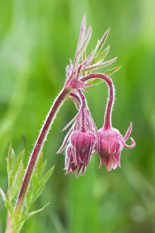 Images Dated 8th June 2005: USA, Idaho, Sawtooth Mountains. Detail of prairie smoke or long-plumed avens flower buds
