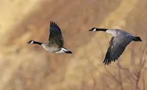 Snake River Prints: USA, Idaho, Snake River Canyon, Canada geese pair flying