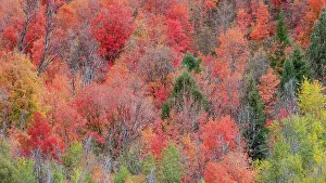 Canyon Maple Prints: USA, Idaho. St. Charles along Green Canyon Road with hillside blazing in fall color with canyon maple and Aspens