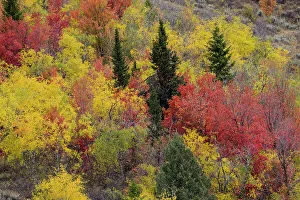Canyon Maple Prints: USA, Idaho. St. Charles along Green Canyon Road with hillside blazing in fall color with canyon maple and Aspens
