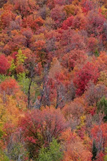 Canyon Maple Prints: USA, Idaho. St. Charles along Green Canyon Road with hillside blazing in fall color with canyon maple and Aspens