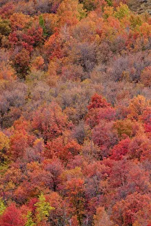 Canyon Maple Prints: USA, Idaho. St. Charles along Green Canyon Road with hillside blazing in fall color with canyon maple and Aspens