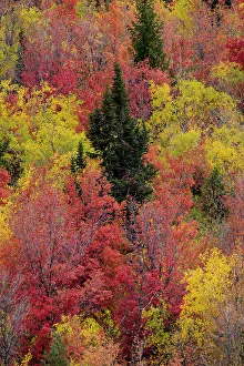 Canyon Maple Prints: USA, Idaho. St. Charles along Green Canyon Road with hillside blazing in fall color with canyon maple and Aspens