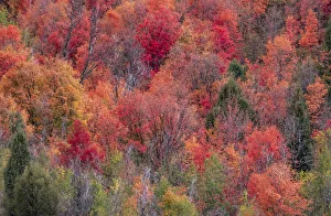 USA, Idaho, St. Charles, hillside along dirt road 411 and Fall colored Canyon Maples in Reds
