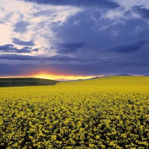 Swan Valley Prints: USA, Idaho, Swan Valley. A fiery sunset erupts over a bright yellow field of canola in Swan Valley