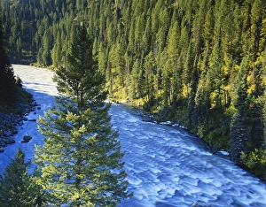 Coniferous Prints: USA, Idaho, Targhee National Forest, Snake River, Henrys Fork, Conifer forest along river