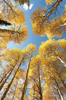 Greg Winston Prints: USA, Idaho, Targhee National Forest. Looking up through Quaking Aspens in Fall foliage