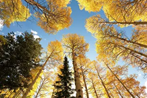 Victor Prints: USA, Idaho, Targhee National Forest. Looking up through Quaking Aspens in Fall foliage