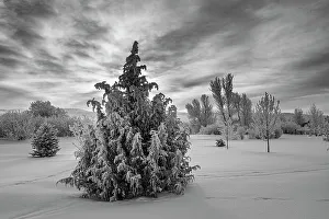 Frozen Prints: USA, Idaho. Trees covered with new snow and rime, Teton Valley