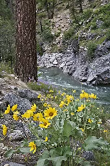 USA, Idaho. Wildflowers grow along Payette River