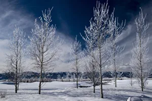 Frost Prints: USA. Idaho. Winter landscape of frosted aspen trees, Teton Valley, Driggs, Idaho