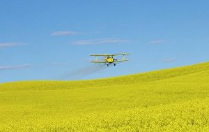 Prints of USA, Idaho. Yellow crop duster spraying over canola field. (Editorial Use Only) Images Dated 2025 January: USA, Idaho. Yellow crop duster spraying over canola field. (Editorial Use Only)