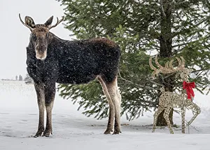Funny Prints: USA, Idaho. Young bull moose and a decorated Christmas ornament