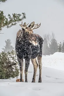 Teton Prints: USA, Idaho. Young bull moose portrait in a snow storm