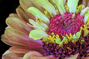 Center Prints: USA, Indiana, Carmel. Close-up of the center of dahlia flower
