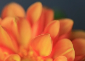 Indiana Prints: USA, Indiana, Carmel. Close-up of dahlia flower