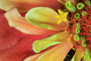 Indiana Prints: USA, Indiana, Carmel. Close-up of dahlia flower