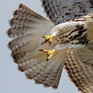 Raptor Prints: USA, Indiana, Carmel. Close-up of hawk talons in flight
