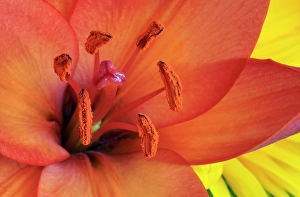 Pollen Prints: USA, Indiana, Carmel. Close-up of orange lily's pistil and stamens