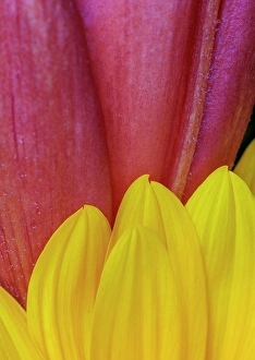 Indiana Prints: USA, Indiana, Carmel. Close-up of pink and yellow flower petals