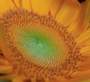 Center Prints: USA, Indiana, Carmel. Close-up of sunflower