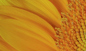 Center Prints: USA, Indiana, Carmel. Close-up of sunflower