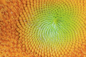 Center Prints: USA, Indiana, Carmel. Close-up of sunflower