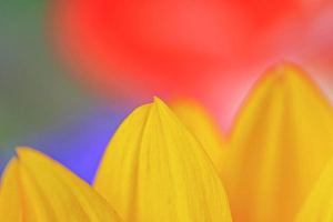 Center Prints: USA, Indiana, Carmel. Close-up of sunflower