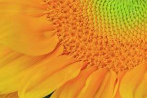 Center Prints: USA, Indiana, Carmel. Close-up of sunflower