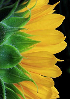 Sunflower Prints: USA, Indiana, Carmel. Close-up side view of sunflower